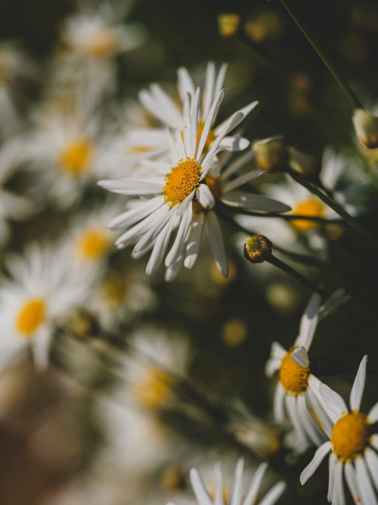 flower, beautiful wallpaper, herb, botanical, nature, flower wallpaper, beautiful flowers, flower background, macro, pollen, floral background, garden, background