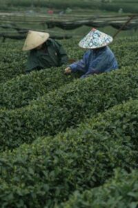 Two farmers in Zhongshan suits and sedge hats harvest tea in a lush Chinese plantation.